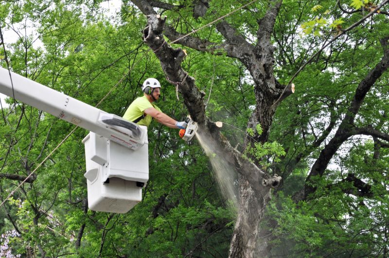 Dogwood Tree Removal