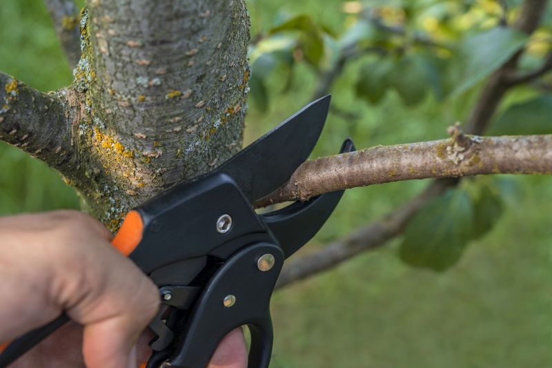 Tree Trimming and Pruning