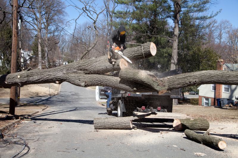 Dogwood Tree Removal