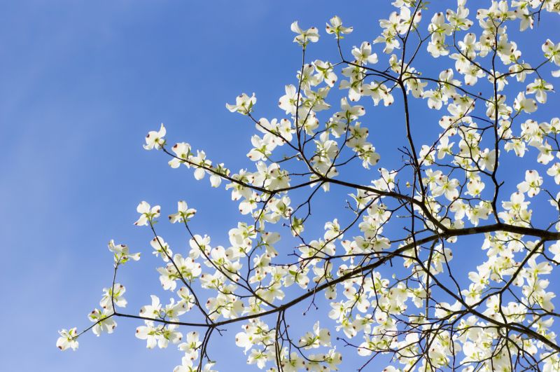 Dogwood Tree in Dormancy