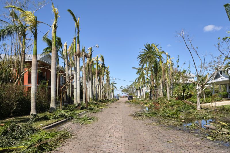 Storm Damage Tree Debris