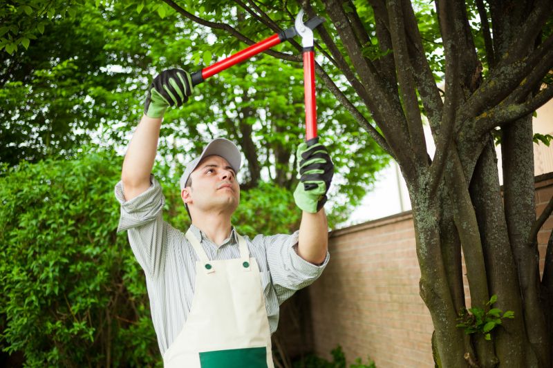 Local Dogwood Tree Removal pros at work
