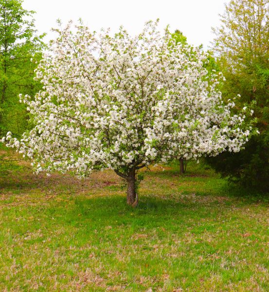 Grow your Dogwood Tree Removal business